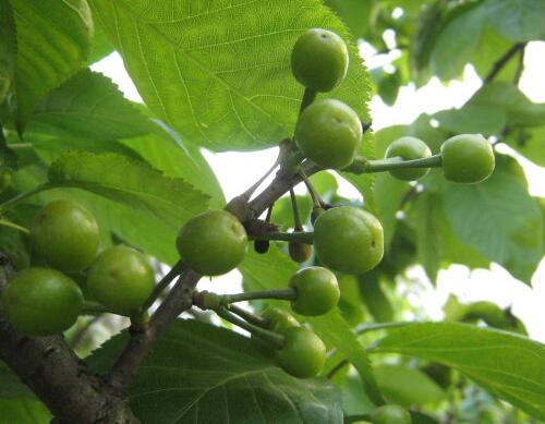 果樹葉面肥種類選擇 果樹葉面肥種類選擇