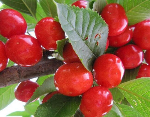 果樹噴葉面肥次數(shù) 果樹噴葉面肥次數(shù)