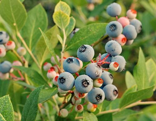 果樹葉面肥噴施次數(shù) 果樹葉面肥噴施次數(shù)