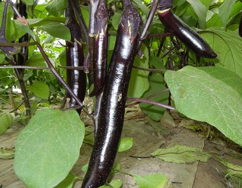 茄子長不大變老原因 茄子長不大變老原因