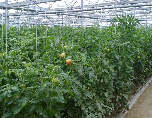 番茄葉面肥使用方法 番茄葉面肥使用方法