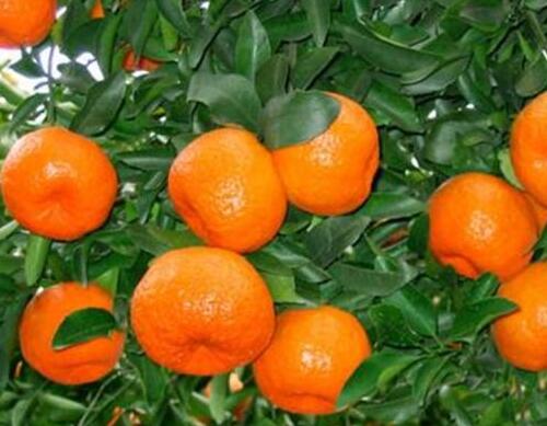 果樹葉面肥哪種好 果樹葉面肥哪種好