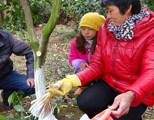 冬季果樹涂抹樹干抗凍 冬季果樹涂抹樹干抗凍