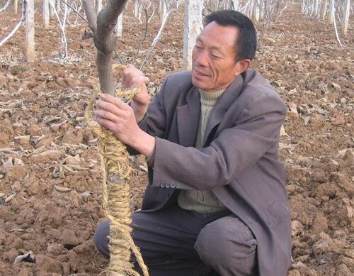 冬季果樹防凍技巧1 冬季果樹防凍技巧1