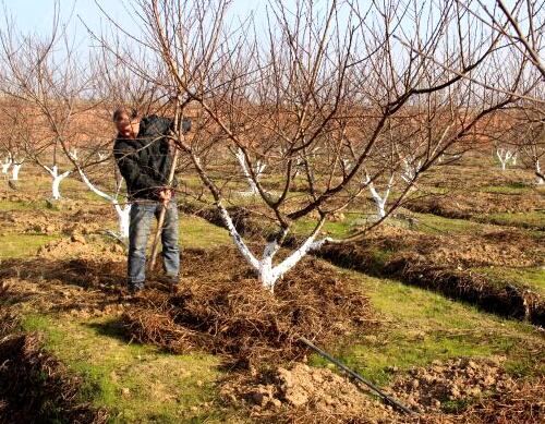 冬季果樹防寒技巧培土 冬季果樹防寒技巧培土