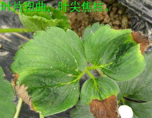 草莓缺鈣肥表現(xiàn) 草莓缺鈣肥表現(xiàn)