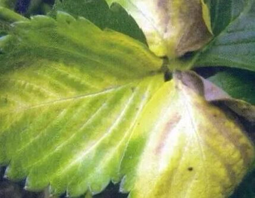 草莓缺鋅元素表現(xiàn) 草莓缺鋅元素表現(xiàn)