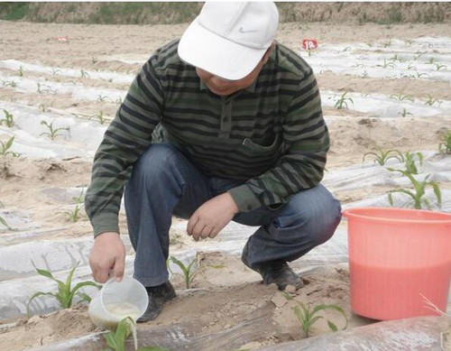 玉米灌根圖解 玉米灌根圖解