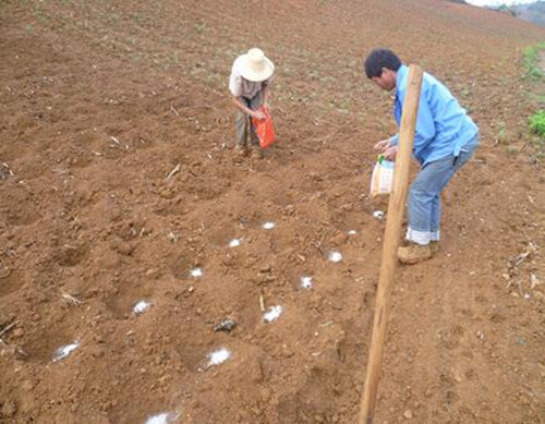 田間施底肥 田間施底肥