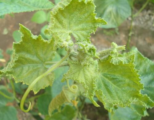 黃瓜病毒病 黃瓜病毒病