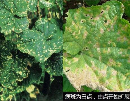 黃瓜細(xì)菌性角斑病 黃瓜細(xì)菌性角斑病