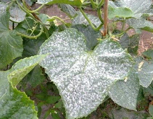 黃瓜白粉病 黃瓜白粉病