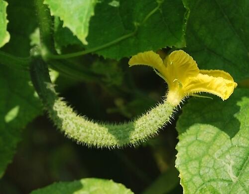 黃瓜結(jié)瓜期 黃瓜結(jié)瓜期