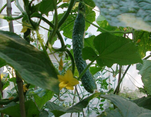 有機(jī)蔬菜黃瓜 有機(jī)蔬菜黃瓜