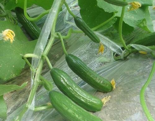 黃瓜瓜胎少三大原因 黃瓜瓜胎少三大原因