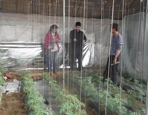 大棚增溫 反光膜 大棚增溫 反光膜