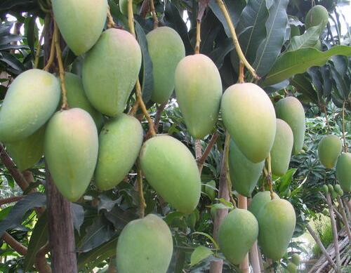 芒果追肥管理 芒果追肥管理