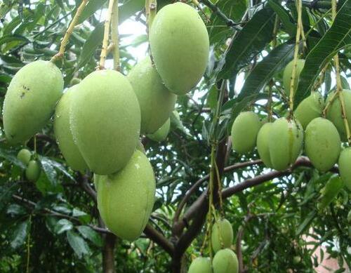 芒果葉面肥一畝地標(biāo)準(zhǔn)用量 芒果葉面肥一畝地標(biāo)準(zhǔn)用量