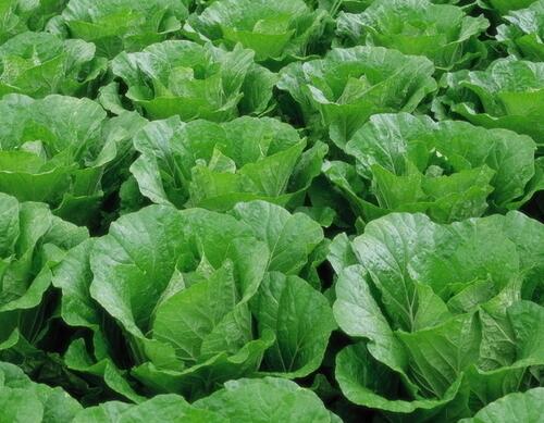 蔬菜葉片有光澤 蔬菜葉片有光澤