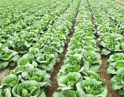 葉菜類葉面肥品種 葉菜類葉面肥品種