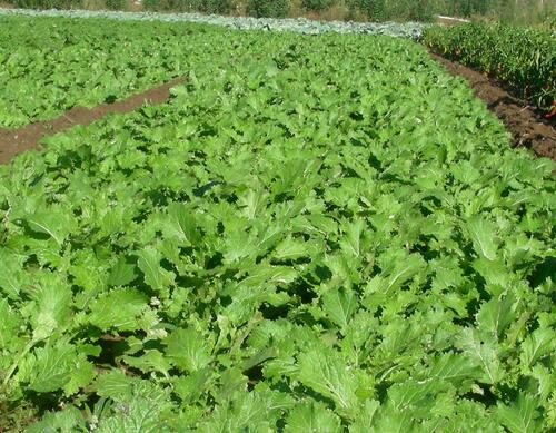 噴施葉面肥方法 噴施葉面肥方法