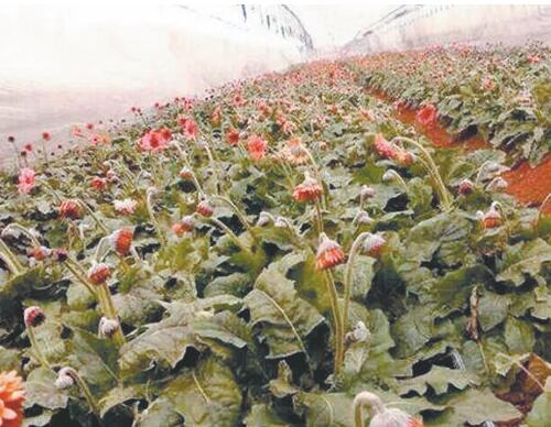 花卉凍害防治 花卉凍害防治