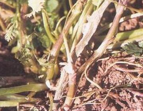 香菜菌核病癥狀表現(xiàn) 香菜菌核病癥狀表現(xiàn)