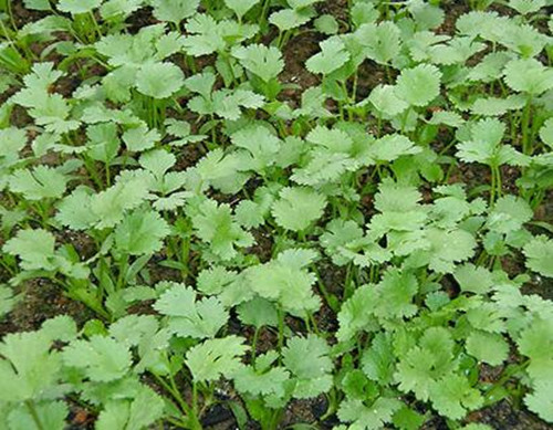 香菜葉枯病癥狀表現(xiàn) 香菜葉枯病癥狀表現(xiàn)