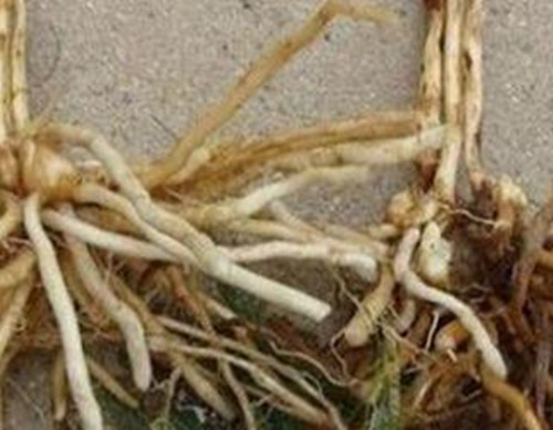 香菜根腐病癥狀表現(xiàn) 香菜根腐病癥狀表現(xiàn)