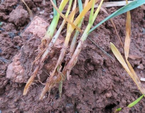 小麥根腐病癥狀表現(xiàn) 小麥根腐病癥狀表現(xiàn)