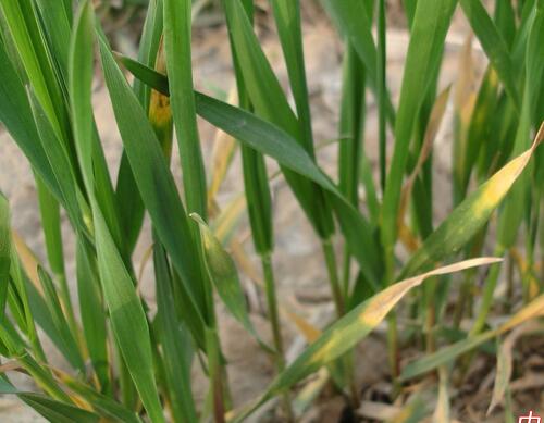 小麥黃葉病癥狀表現(xiàn) 小麥黃葉病癥狀表現(xiàn)