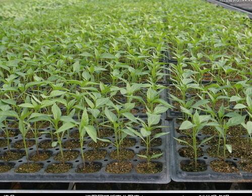 大棚辣椒苗 大棚辣椒苗