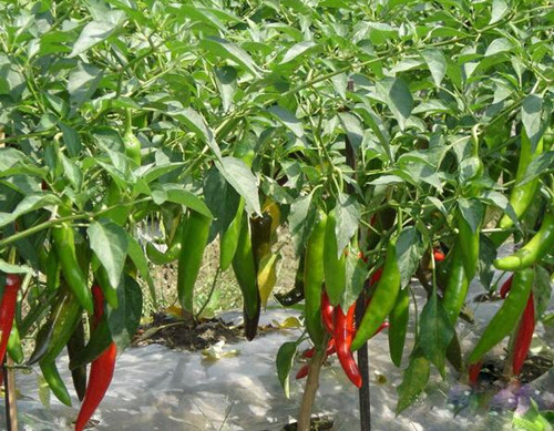 辣椒葉面肥噴施要領(lǐng) 辣椒葉面肥噴施要領(lǐng)