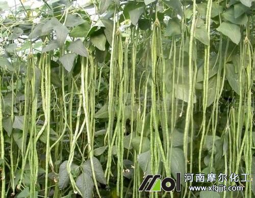 豆角生長的溫度 豆角生長的溫度