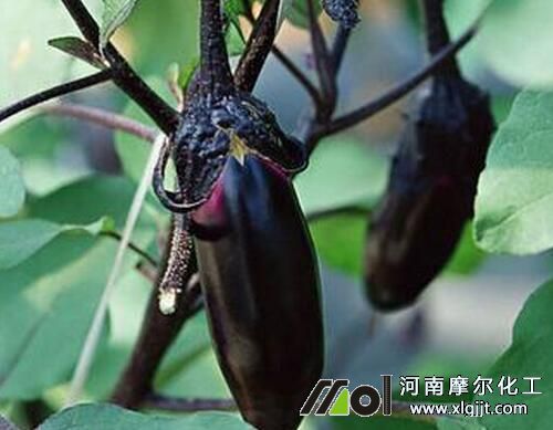 茄子對溫度的要求 茄子對溫度的要求