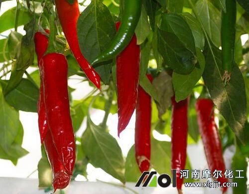 最適合辣椒生長的溫度 最適合辣椒生長的溫度