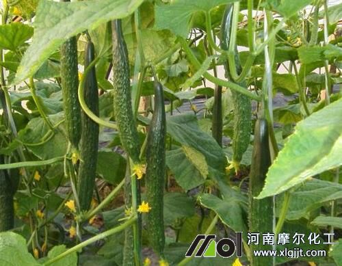 最適宜黃瓜生長的溫度 最適宜黃瓜生長的溫度