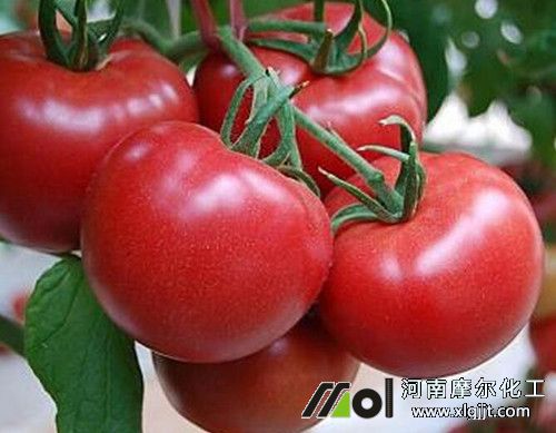 番茄生長最適溫度 番茄生長最適溫度