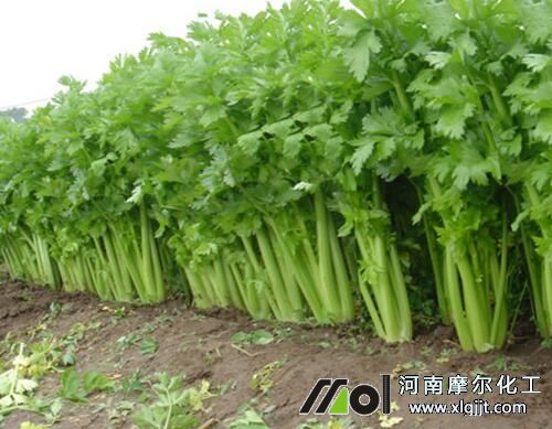 芹菜生長適宜溫度 芹菜生長適宜溫度