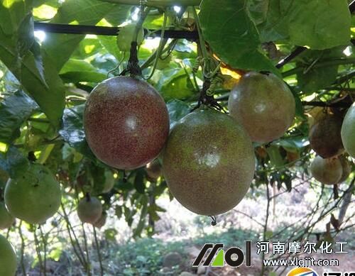 百香果噴施葉面肥增產(chǎn) 百香果噴施葉面肥增產(chǎn)