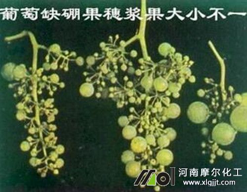 葡萄果實缺硼癥狀 葡萄果實缺硼癥狀