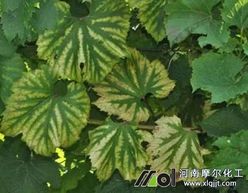 葡萄缺鎂癥狀 葡萄缺鎂癥狀