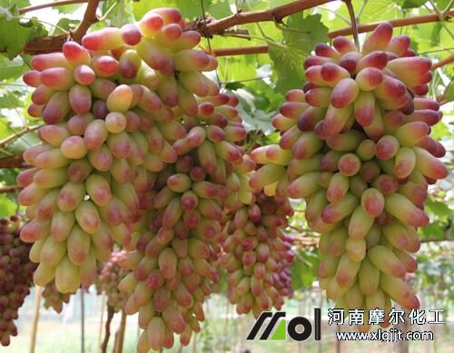 葡萄栽培使用葉面肥 葡萄栽培使用葉面肥