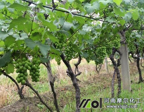 葡萄葉面肥使用技巧 葡萄葉面肥使用技巧
