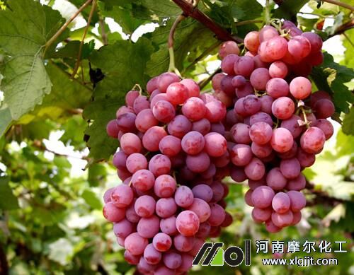 葡萄噴施葉面肥效果 葡萄噴施葉面肥效果