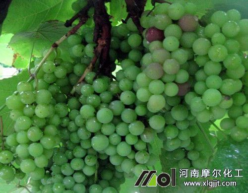 葡萄顏色上不去原因 葡萄顏色上不去原因