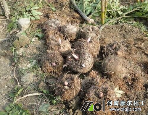 魔芋噴施葉面肥效果 魔芋噴施葉面肥效果