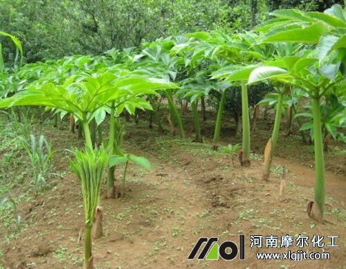 魔芋種植 魔芋種植