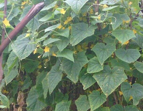 黃瓜光長(zhǎng)秧不長(zhǎng)瓜原因 黃瓜光長(zhǎng)秧不長(zhǎng)瓜原因