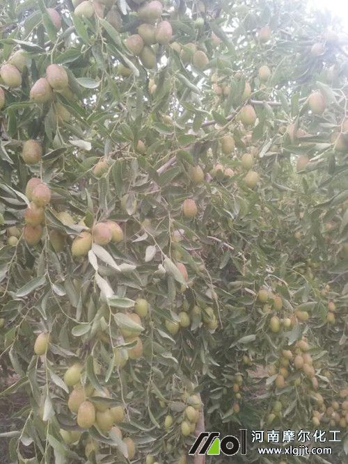 棗樹打葉面肥效果 棗樹打葉面肥效果